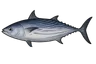 Listao (Katsuwonus pelamis)
