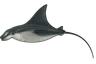 Raie manta méditerranéenne (Mobula mobular)