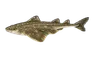 Ange de mer (Squatina squatina)