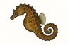 Hippocampe à museau court (Hippocampus hippocampus)