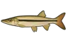 Patagai (Boulengerella cuvieri)