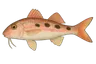 Rouget (Pseudupeneus maculatus)
