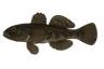 Gobie noir (Gobius niger)