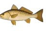 Acoupa (Cynoscion acoupa)