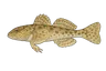 Chabot de Sibérie (Cottus poecilopus)