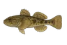Chabot commun (Cottus gobio)