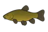 Tanche (Tinca tinca)