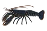 Homard (Homarus gammarus)