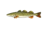 Brochet d'Europe (Esox cisalpinus)