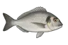 Dorade royale (Sparus aurata)