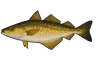 Lieu jaune (Pollachius pollachius)