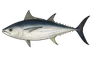 Thon blanc (Germon) (Thunnus alalunga)
