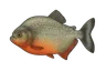 Pirana ventre rouge (Pygocentrus nattereri)