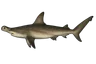 Requin marteau (Sphyrna mokarran)