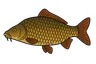 Carpe commune (Cyprinus carpio)