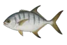 Liche glauque (Trachinotus ovatus)