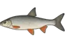 Nase commun (Chondrostoma nasus nasus)