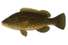 Labre merle (Labrus merula)