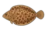 Sole-perdrix (Microchirus variegatus)