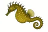 Hippocampe moucheté (Hippocampus guttulatus)