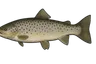 Truite de mer (Salmo trutta trutta)
