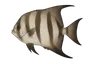 Poisson assiette (Chaetodipterus faber)