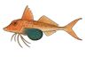 Trigle lyre (Trigla lyra)