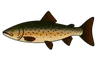 Saumon atlantique (Salmo salar)