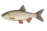 Vandoise (Leuciscus leuciscus)