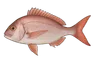 Daurade rose (Pagellus bogaraveo)