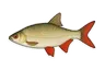Rotengle (Scardinius erythrophthalmus)