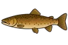 Truite fario (Salmo trutta fario)