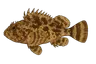 Rascasse brune (Scorpaena porcus)