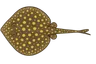 Raie ronde (Urobatis jamaicensis)