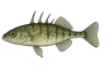 Épinochette (Pungitius pungitius)