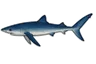 Requin peau bleue (Prionace glauca)