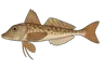 Grondin gris (Eutrigla gurnardus)