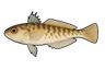 Petite vive (Echiichthys vipera)