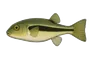 Bubulle (Colomesus psittacus)