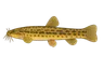 Loche d'étang (Misgurnus fossilis)