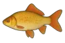 Carassin doré (Carassius auratus)
