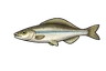 Able de Heckel (Leucaspius delineatus)