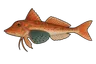 Grondin lyre (Chelidonichthys lastoviza)