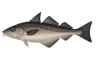 Églefin (Melanogrammus aeglefinus)
