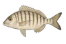 Marbré (Lithognathus mormyrus)