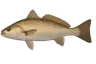 Maigre commun (Argyrosomus regius)