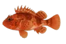 Chapon rouge (Scorpaena notata)