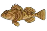 Chabot de mer (Taurulus bubalis)