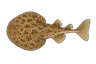 Torpille marbrée (Torpedo marmorata)