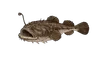 Baudroie commune (Lophius piscatorius)